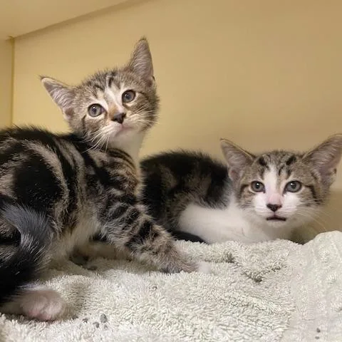A baby small-sized male White Domestic Short Hair cat named Jesse for adoption in Dayton, OH