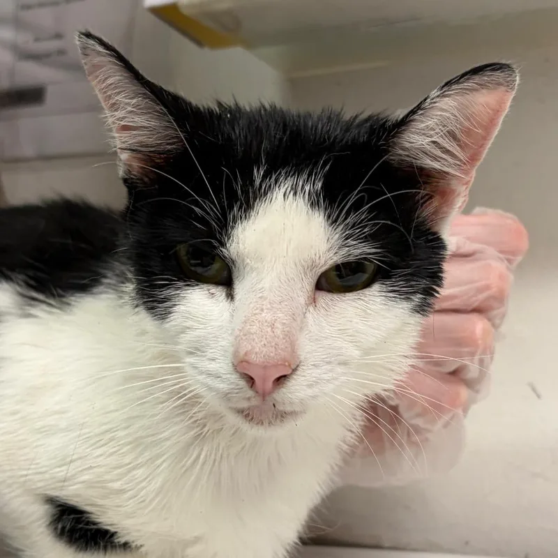 An adult medium-sized male Black Domestic Medium Hair cat named Warhol for adoption in Charleston, WV