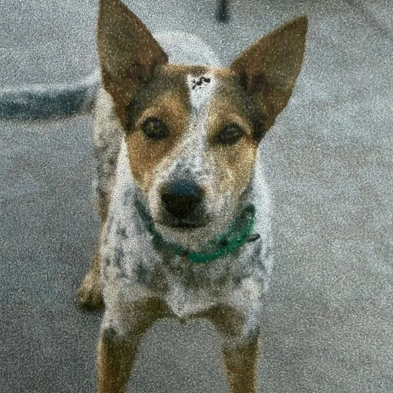 A young medium-sized female White / Cream Cattle Dog dog named Kylie for adoption in Point Richmond, CA