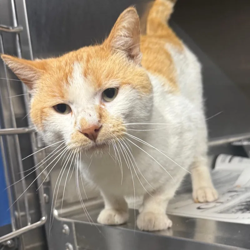 An adult medium-sized male White Domestic Short Hair cat named Frankie for adoption in Pauls Valley, OK