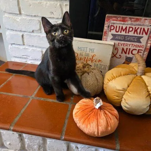 A baby small-sized male Black Domestic Short Hair cat named Shaggy for adoption in Tampa, FL