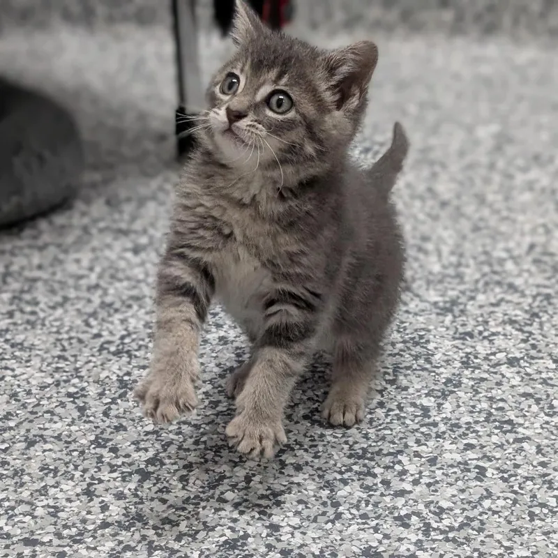 A baby small-sized male Gray / Blue / Silver Domestic Short Hair cat named Blaze for adoption in Brookfield, WI