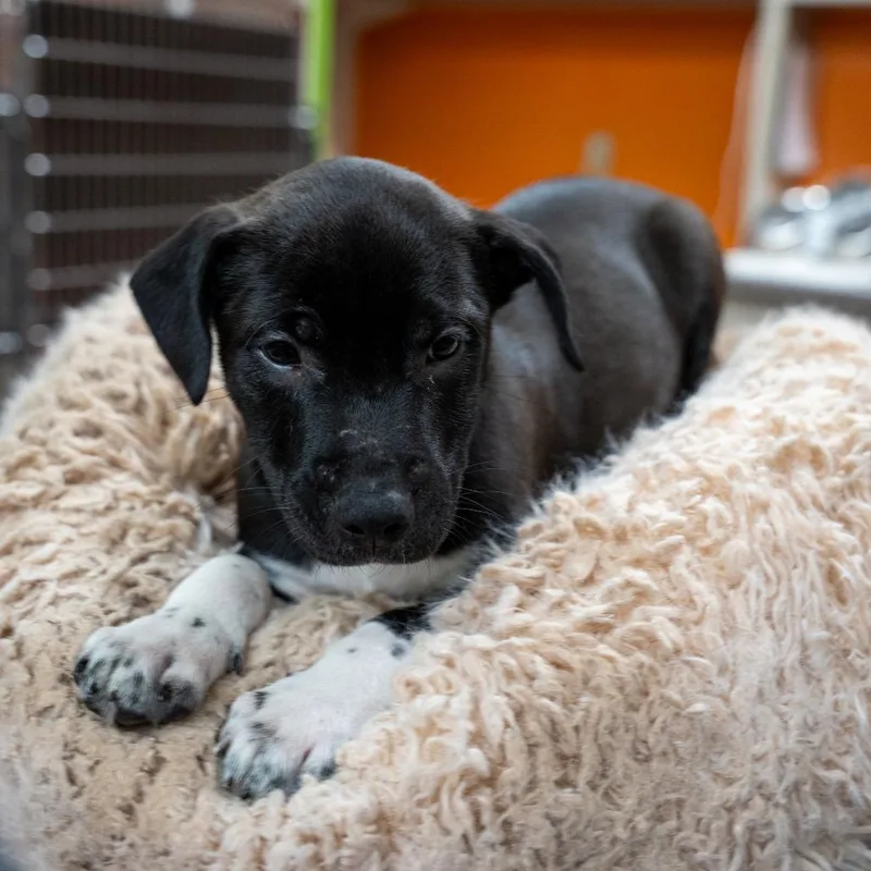 A baby medium-sized male Black Labrador Retriever dog named Johnny Cash for adoption in Gainesville, GA