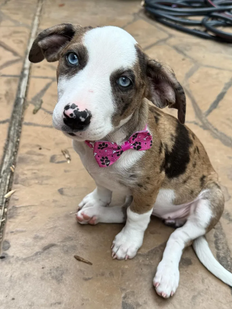 A young medium-sized female Tricolor (Brown, Black, & White) Terrier dog named Callie for adoption in Cypress, TX