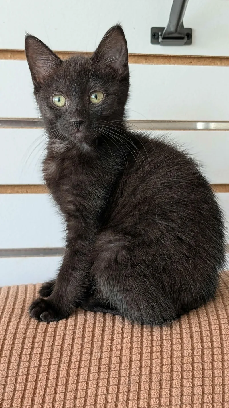 A baby medium-sized female Domestic Short Hair cat named Umbra for adoption in New Baltimore, MI