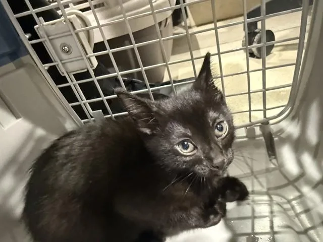 A baby small-sized male Domestic Short Hair cat named Springbranch for adoption in Garland, TX