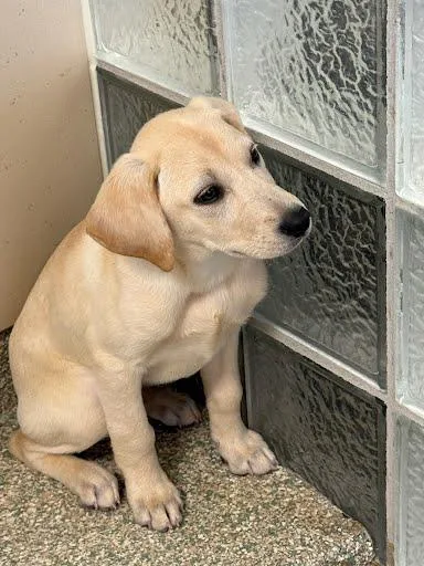 A baby small-sized female Labrador Retriever dog named Spring for adoption in Washington, DC