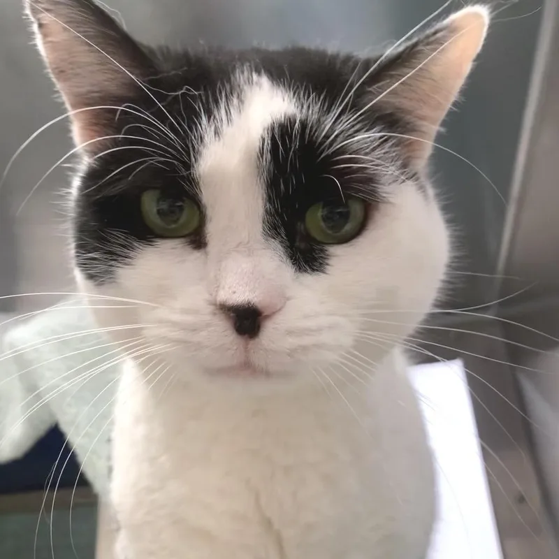 A senior large-sized female Domestic Short Hair cat named Kelly for adoption in York, PA