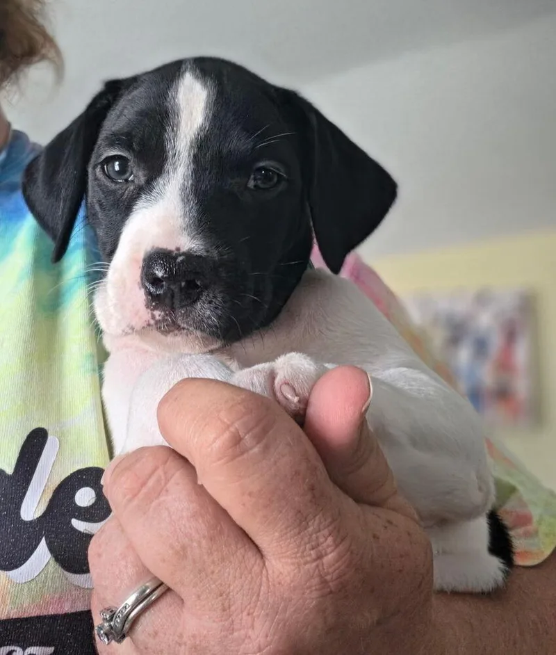 A baby small-sized male Tricolor (Brown, Black, & White) Terrier dog named Kyle for adoption in Lakeland, FL