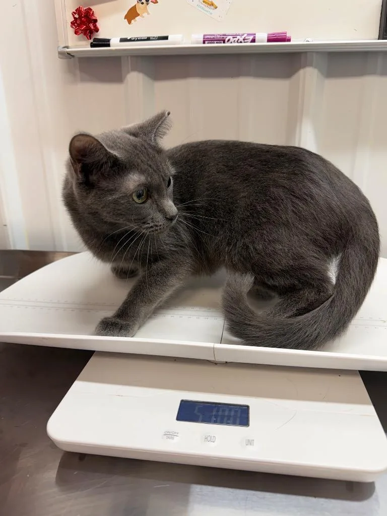 A young medium-sized female Domestic Short Hair cat named Magnolia for adoption in Pierceton, IN