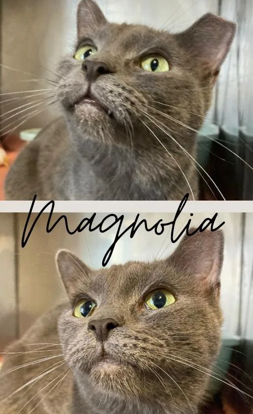 Magnolia thumbnail 3