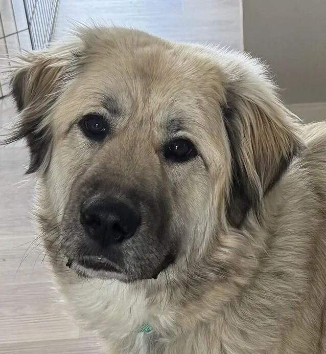 Quinny Pka Quinlan thumbnail 4