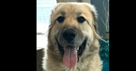 Quinny Pka Quinlan thumbnail 5