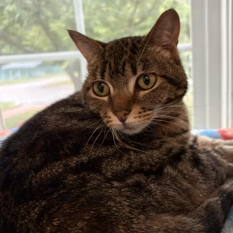 An adult medium-sized female Black Domestic Short Hair cat named Heidi for adoption in Gloucester, VA