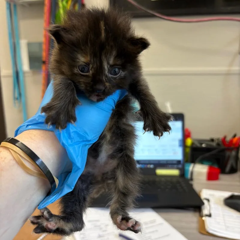 A baby small-sized female Black Domestic Short Hair cat named Capri Sun for adoption in Columbiana, AL