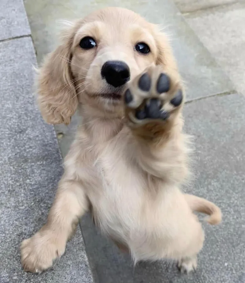 A young small-sized male Dachshund dog named Boonie for adoption in Houston, TX