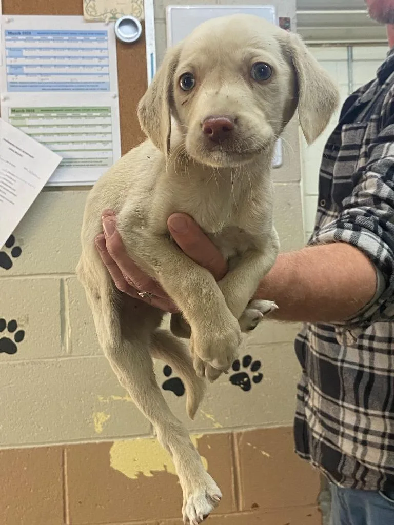 A baby medium-sized male Labrador Retriever dog named Bellamy for adoption in Swainsboro, GA