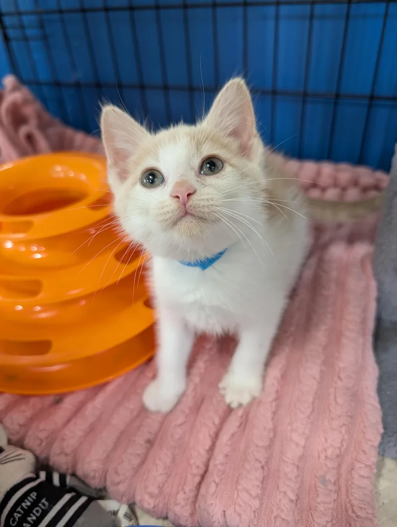 A baby medium-sized male Buff & White Domestic Short Hair cat named Rossi for adoption in Waterloo, IA