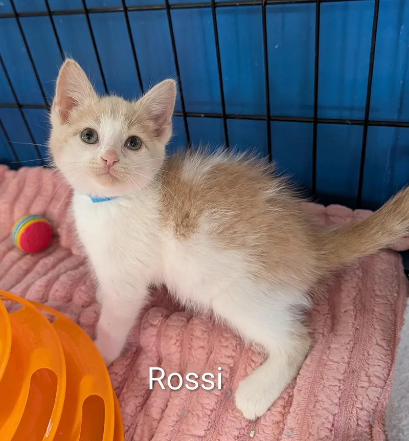 Rossi thumbnail 2