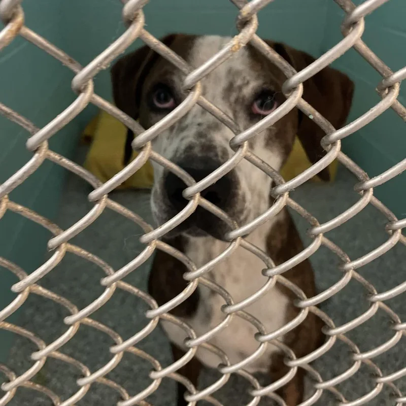 An adult large-sized male Brindle Mixed Breed dog named D for adoption in Port Charlotte, FL