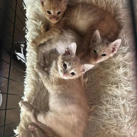 A baby small-sized male Domestic Short Hair cat named Reese for adoption in Portage, MI