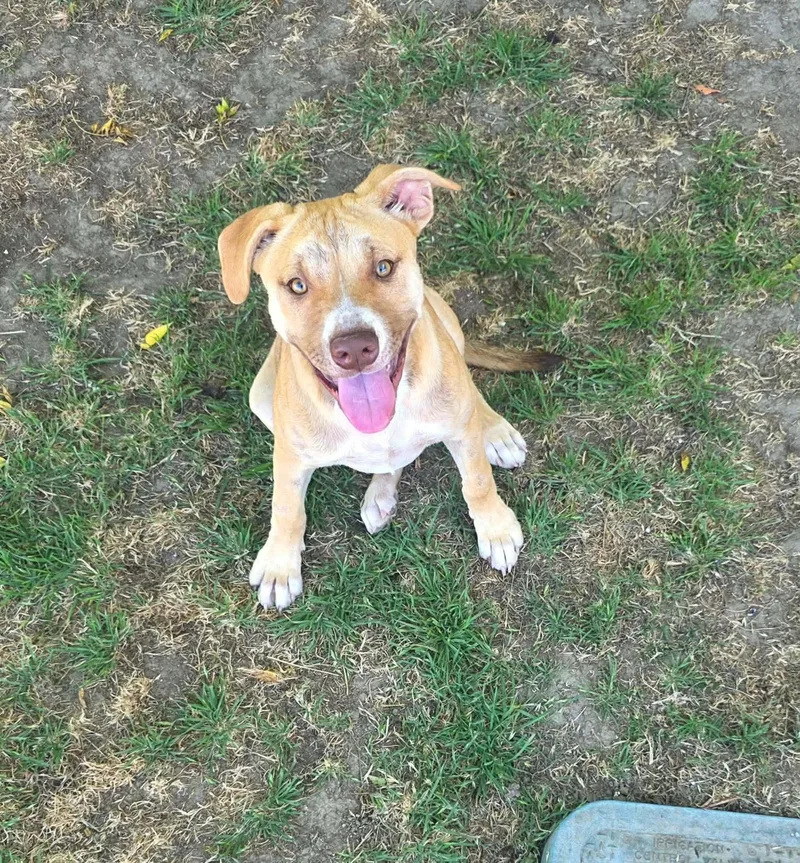 A young medium-sized female Yellow / Tan / Blond / Fawn Pit Bull Terrier dog named Demi for adoption in Visalia, CA