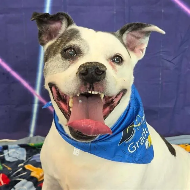 An adult medium-sized female Pit Bull Terrier dog named Mama Coco for adoption in Indianapolis, IN
