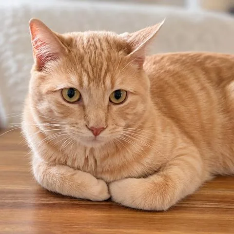 Handsome C