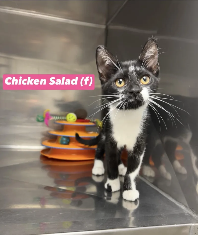 Chicken Salad thumbnail 2