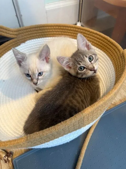 A baby medium-sized male Domestic Short Hair cat named Tornado for adoption in Shoreline, WA