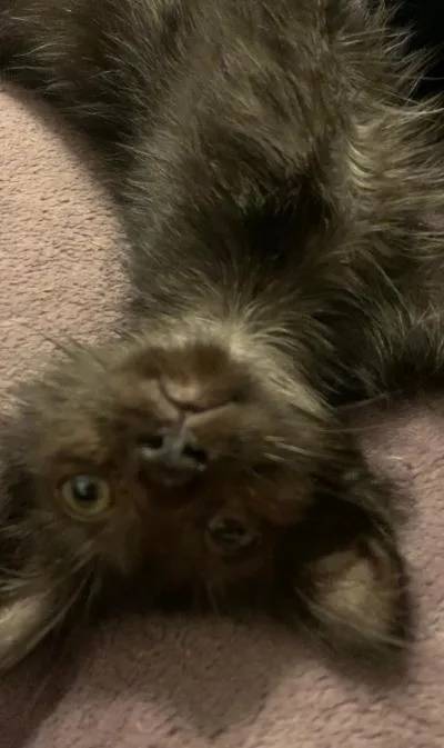 A baby medium-sized male Domestic Long Hair cat named Leaf for adoption in Mokena, IL