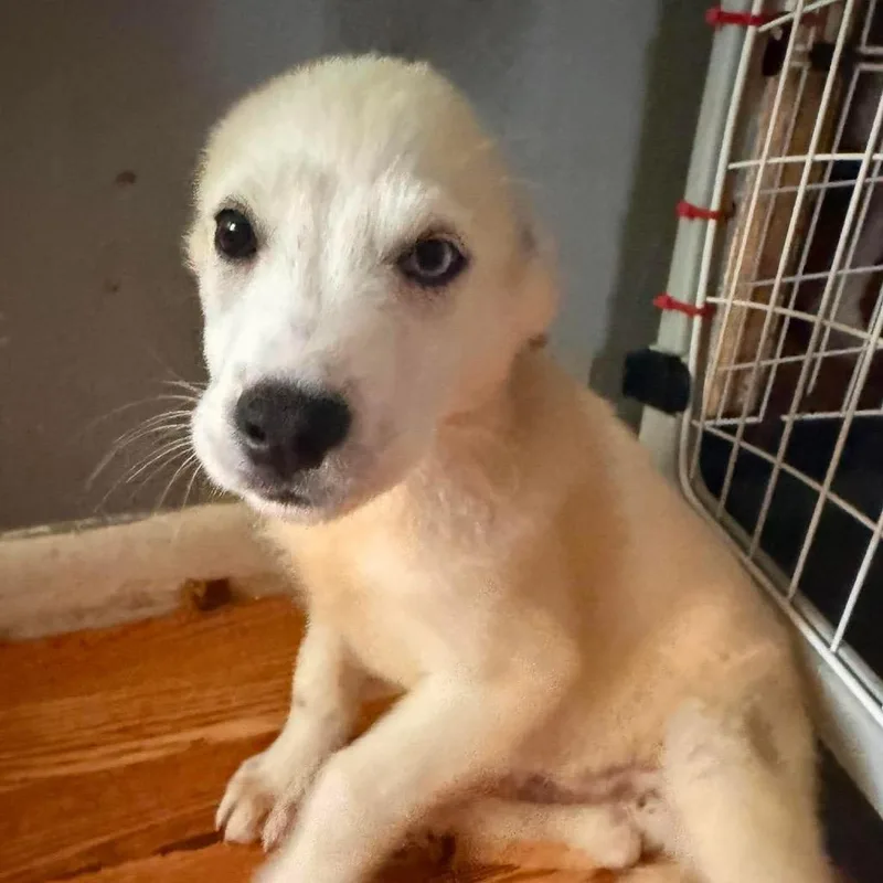 A baby large-sized male White / Cream Labrador Retriever dog named Flynn Rider for adoption in Farmersville, OH