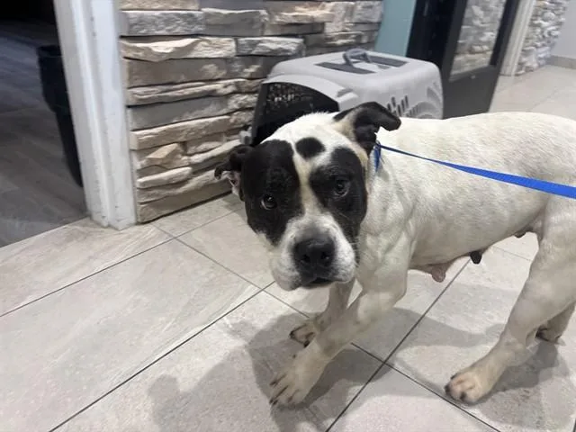 An adult medium-sized female Pit Bull Terrier dog named Panda for adoption in Garland, TX