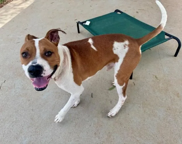 An adult medium-sized male Pit Bull Terrier dog named Wyatt for adoption in Charlotte, NC