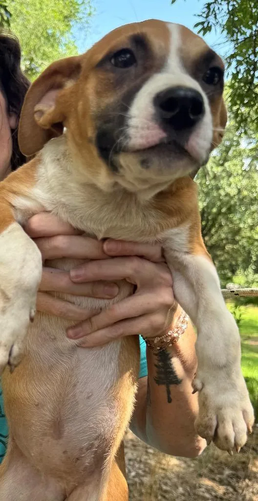 A baby large-sized female Pit Bull Terrier dog named Doodle for adoption in Little Rock, AR
