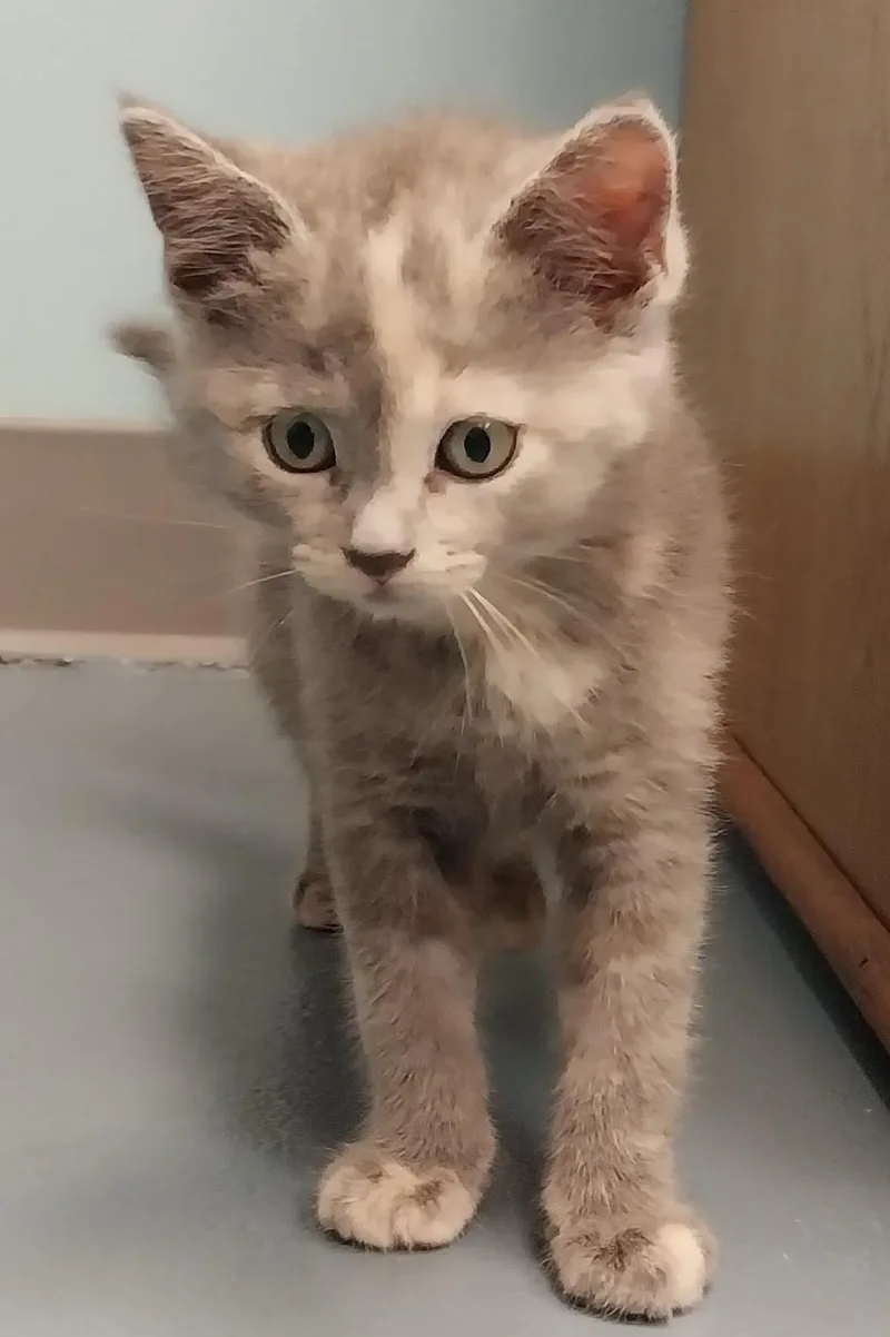 A young small-sized female Dilute Tortoiseshell cat named Mystique for adoption in Washburn, WI