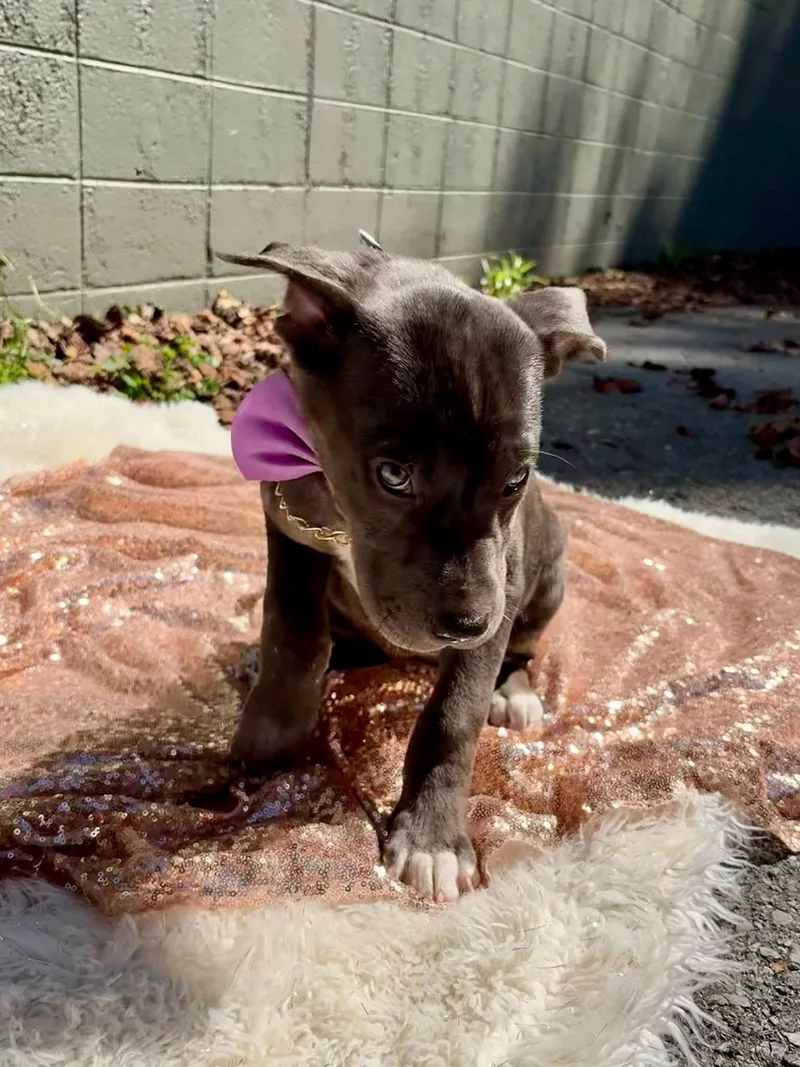 A baby small-sized female Terrier dog named Rumi for adoption in Sevierville, TN