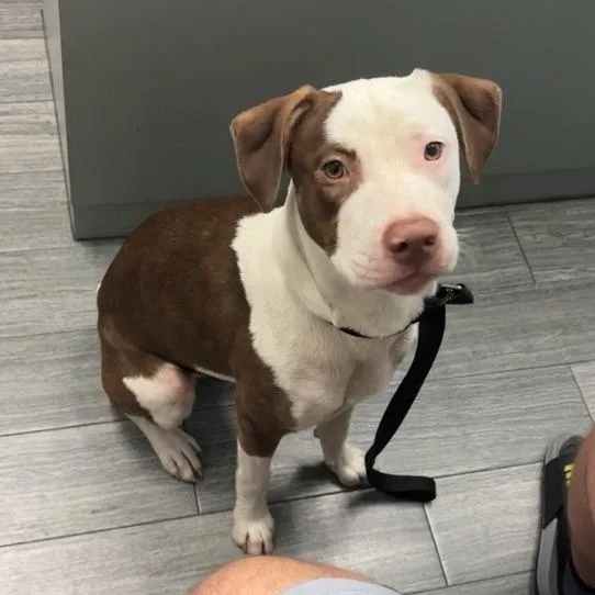 An adult medium-sized female White / Cream Mixed Breed dog named Del Luna for adoption in Jacksonville, FL