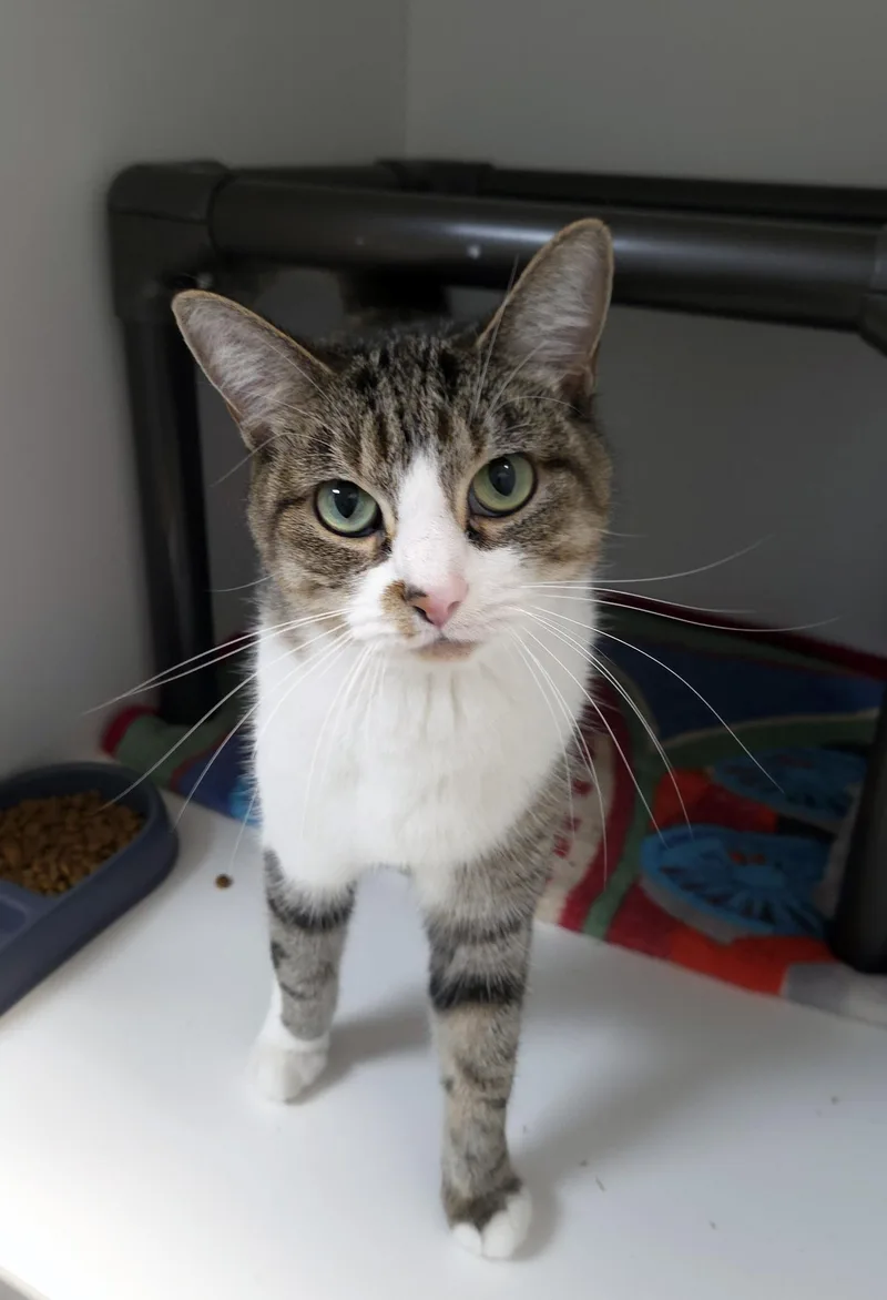 A young small-sized female Tabby (Brown / Chocolate) Domestic Short Hair cat named Leala for adoption in Centerville, UT