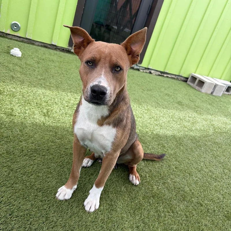 An adult medium-sized female Black Mixed Breed dog named Evina for adoption in LOXAHATCHEE, FL