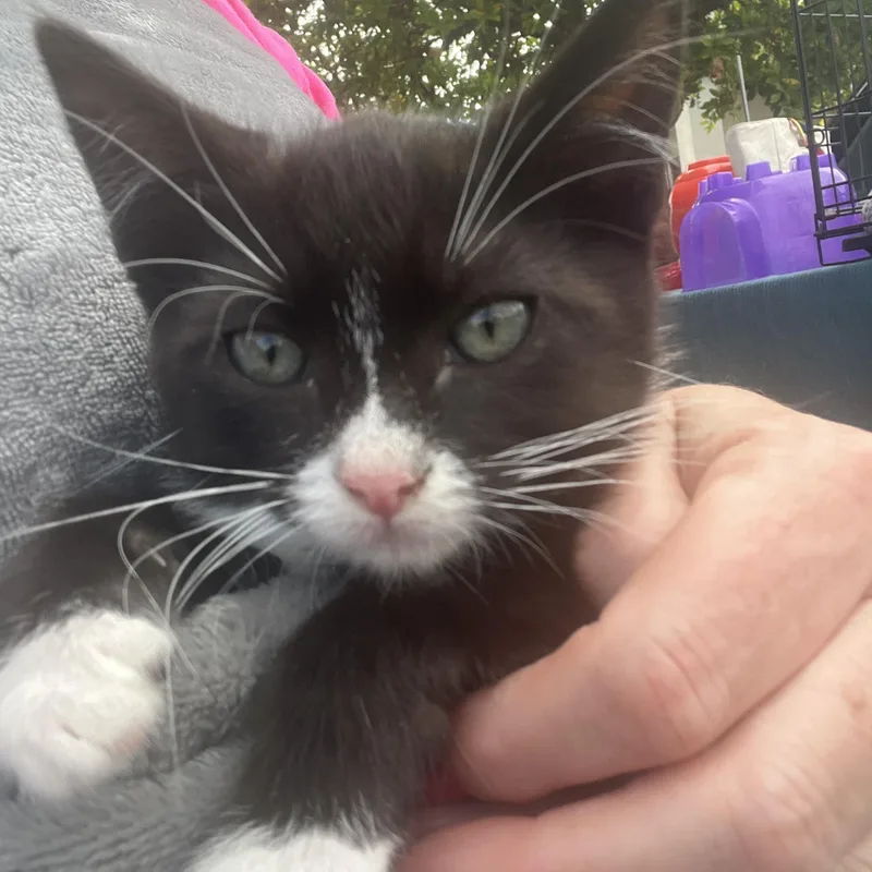 A young small-sized male Domestic Short Hair cat named Moonbeam for adoption in Santa Cruz, CA