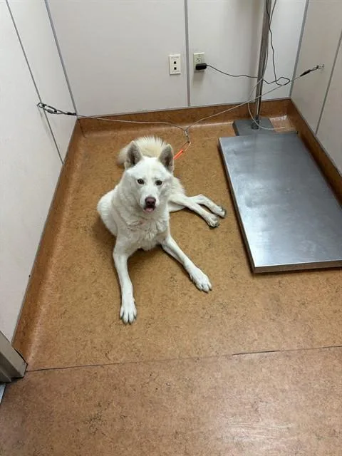 Carlos