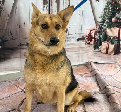 An adult medium-sized female German Shepherd Dog dog named Ella for adoption in Bryan, TX