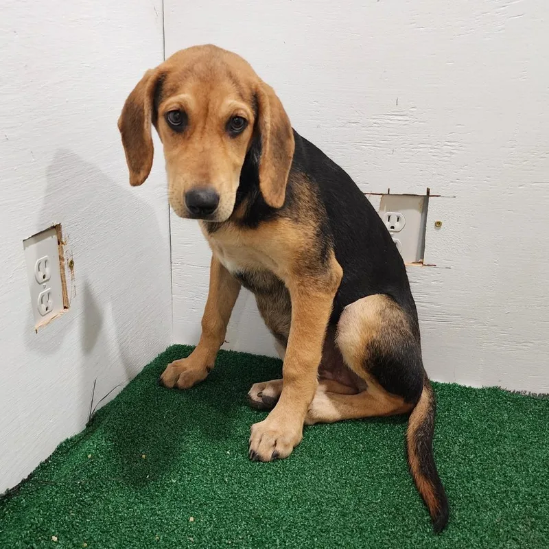 A baby medium-sized female Black Hound dog named Cordelia for adoption in Boaz, AL