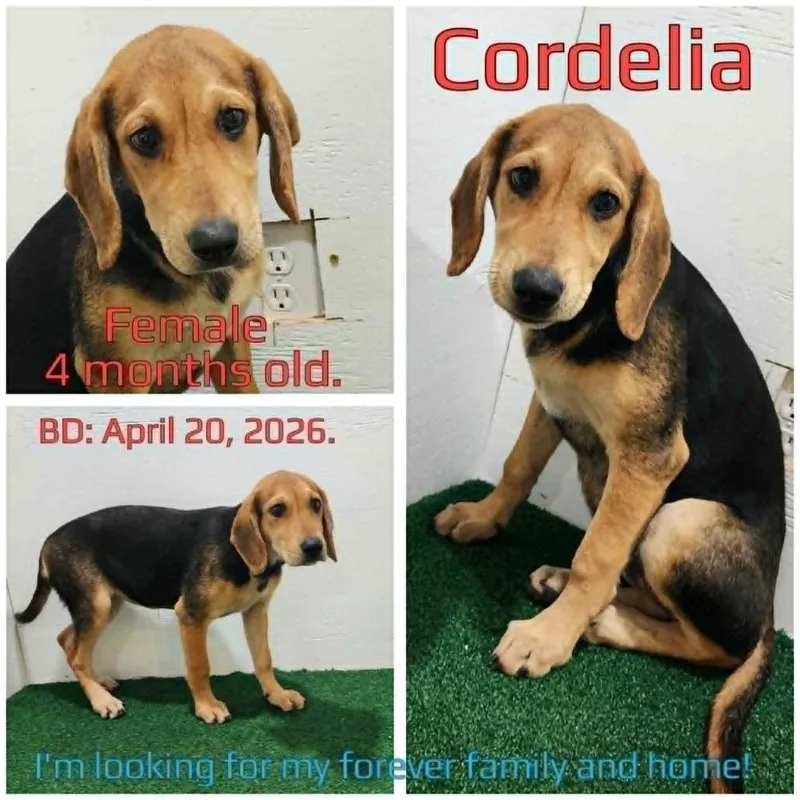 Cordelia thumbnail 3