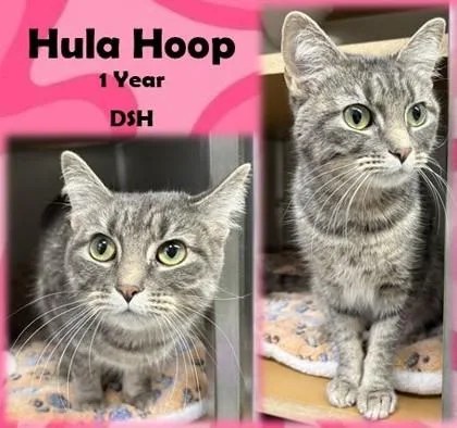 An adult medium-sized female Tabby (Gray / Blue / Silver) Domestic Short Hair cat named Hula Hoop for adoption in Franklin, IN