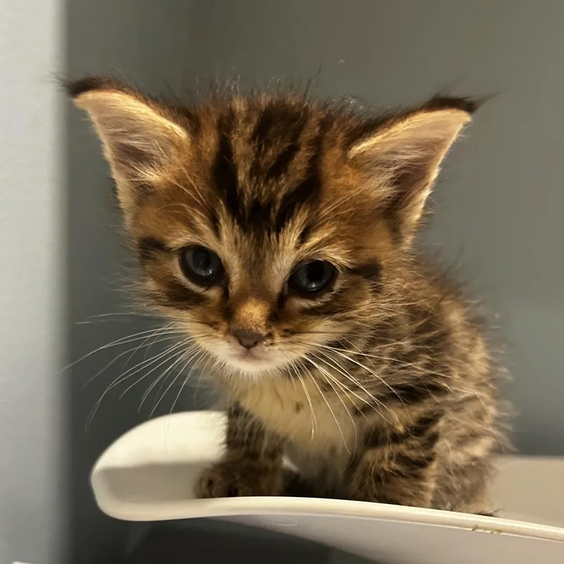 A baby small-sized male Brown / Chocolate Domestic Short Hair cat named Waluigi for adoption in Chattanooga, TN