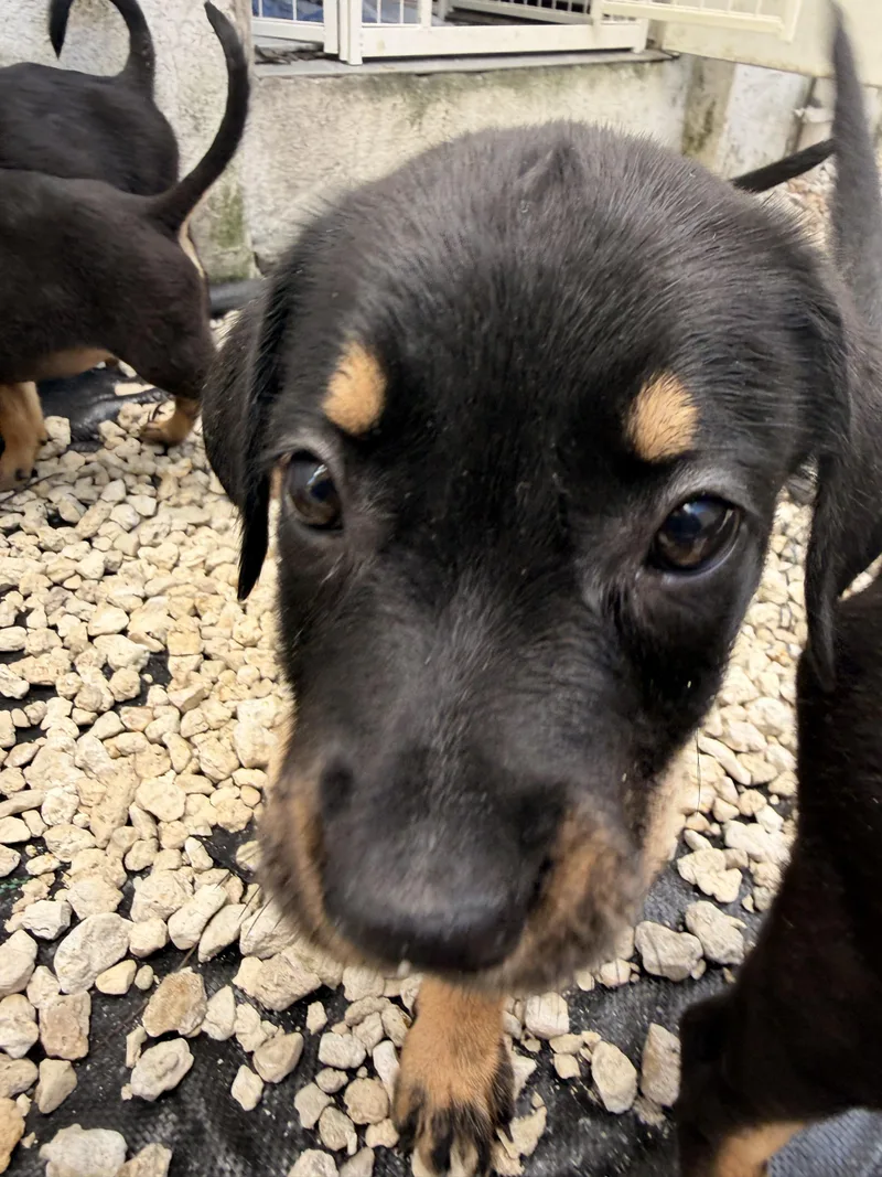 A baby medium-sized female Black Rottweiler dog named LITTER OF for adoption in North Miami, FL