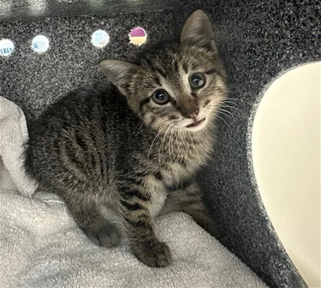 A baby medium-sized male Domestic Short Hair cat named Crab for adoption in Dallas, TX
