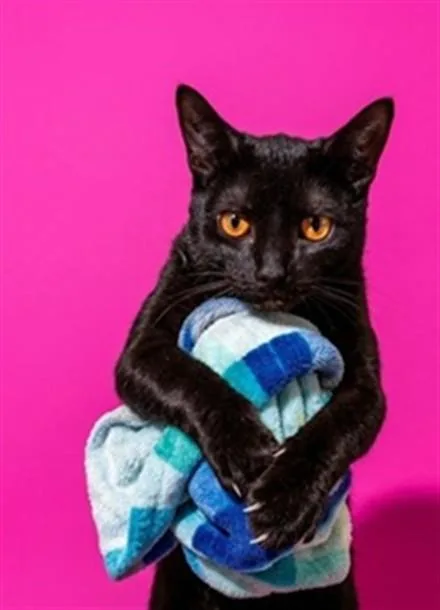 A young medium-sized male Domestic Short Hair cat named Gemini for adoption in Jacksonville, FL